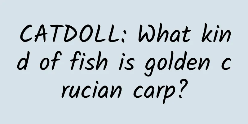 CATDOLL: What kind of fish is golden crucian carp?