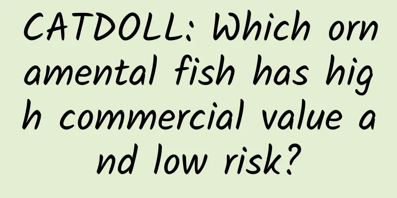 CATDOLL: Which ornamental fish has high commercial value and low risk?