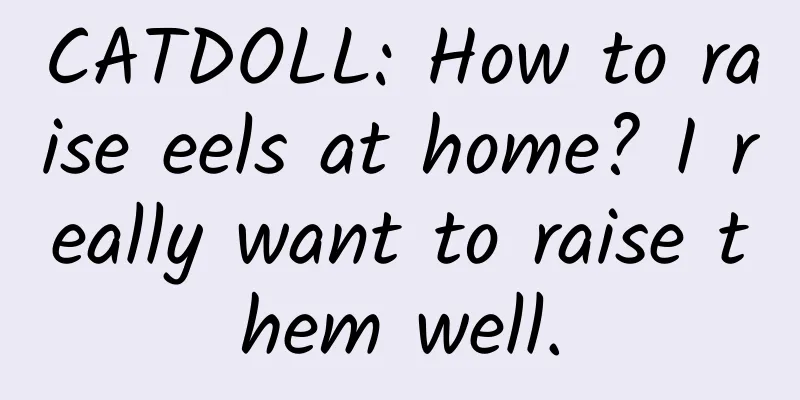 CATDOLL: How to raise eels at home? I really want to raise them well.