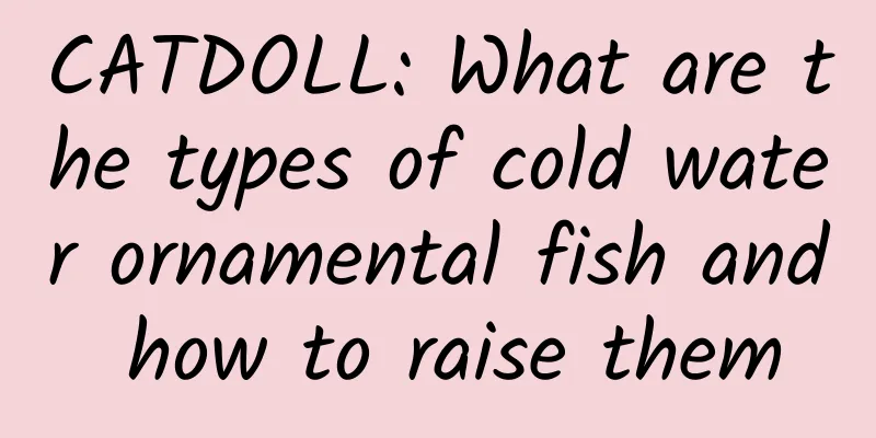 CATDOLL: What are the types of cold water ornamental fish and how to raise them