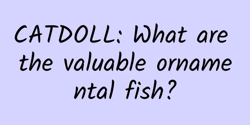 CATDOLL: What are the valuable ornamental fish?
