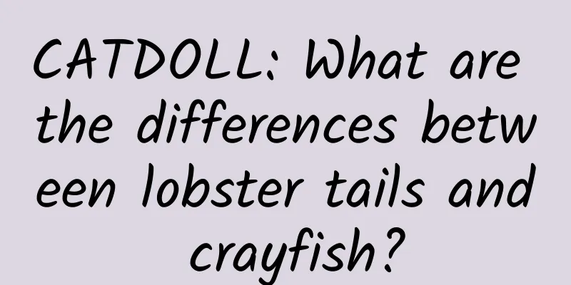 CATDOLL: What are the differences between lobster tails and crayfish?