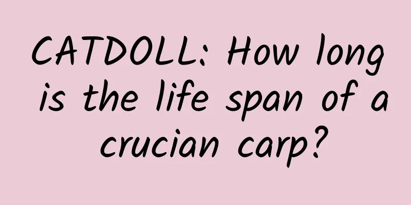 CATDOLL: How long is the life span of a crucian carp?