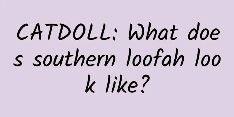 CATDOLL: What does southern loofah look like?