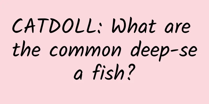 CATDOLL: What are the common deep-sea fish?