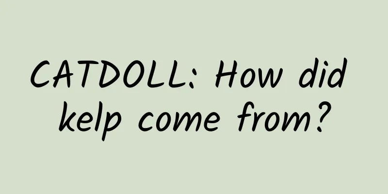 CATDOLL: How did kelp come from?