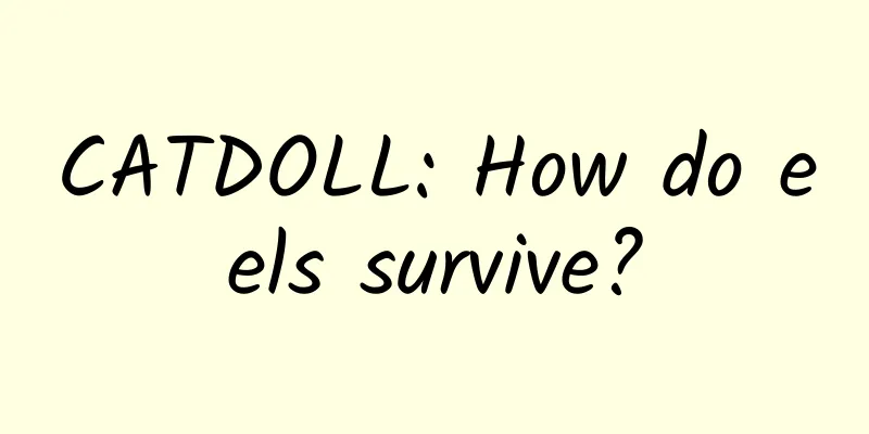CATDOLL: How do eels survive?