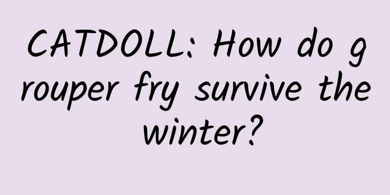 CATDOLL: How do grouper fry survive the winter?
