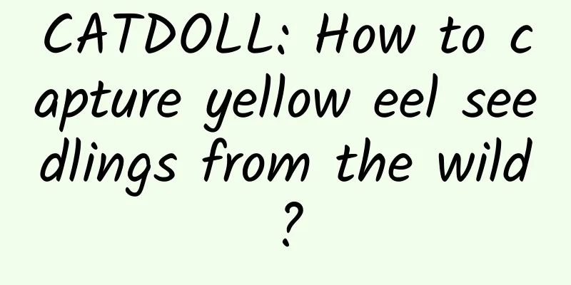 CATDOLL: How to capture yellow eel seedlings from the wild?
