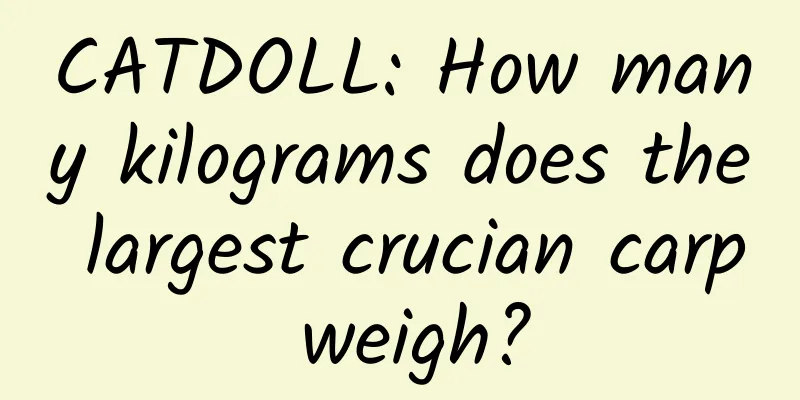 CATDOLL: How many kilograms does the largest crucian carp weigh?
