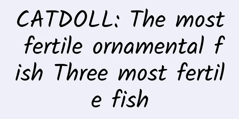 CATDOLL: The most fertile ornamental fish Three most fertile fish