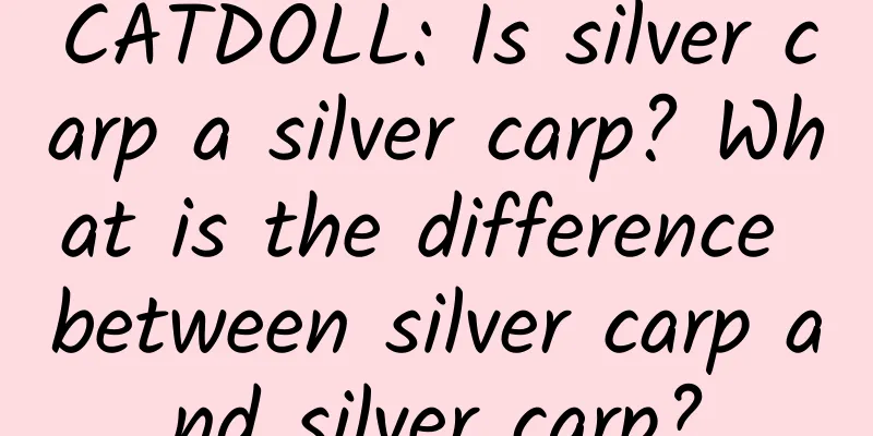 CATDOLL: Is silver carp a silver carp? What is the difference between silver carp and silver carp?