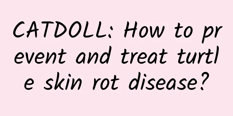 CATDOLL: How to prevent and treat turtle skin rot disease?