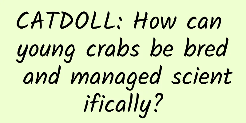 CATDOLL: How can young crabs be bred and managed scientifically?