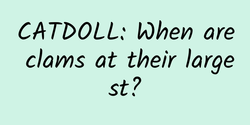 CATDOLL: When are clams at their largest?