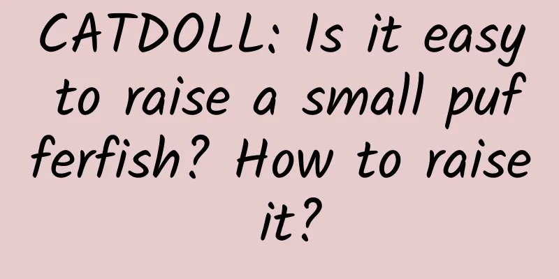 CATDOLL: Is it easy to raise a small pufferfish? How to raise it?