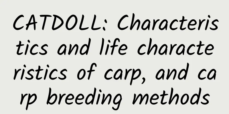CATDOLL: Characteristics and life characteristics of carp, and carp breeding methods