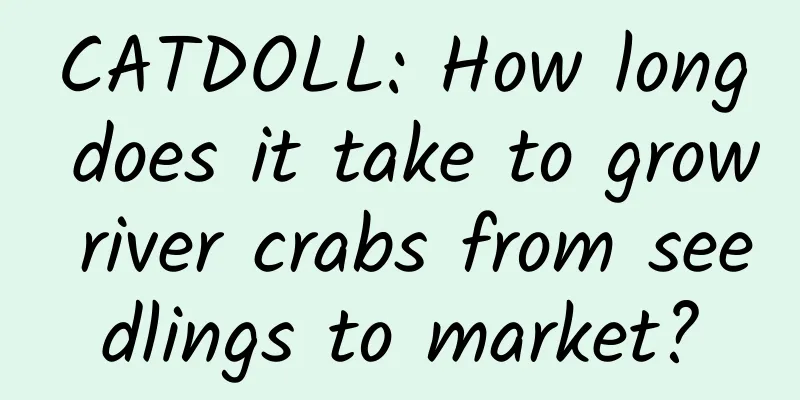 CATDOLL: How long does it take to grow river crabs from seedlings to market?