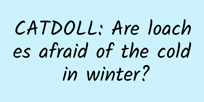 CATDOLL: Are loaches afraid of the cold in winter?