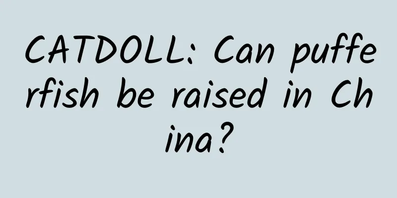 CATDOLL: Can pufferfish be raised in China?