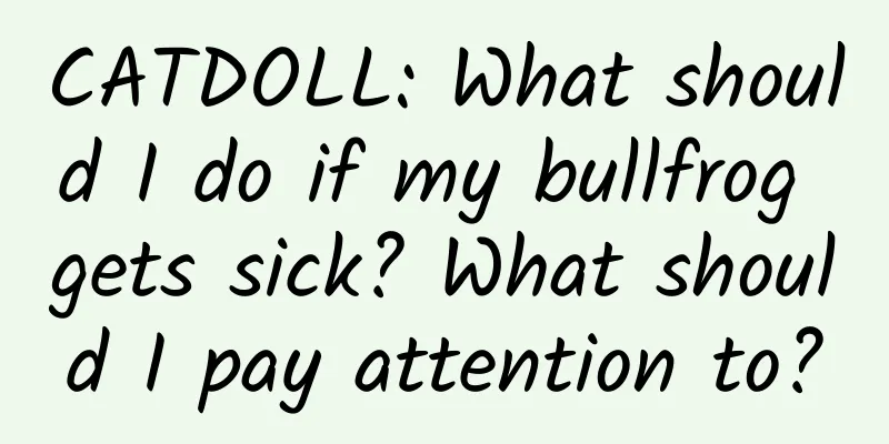 CATDOLL: What should I do if my bullfrog gets sick? What should I pay attention to?