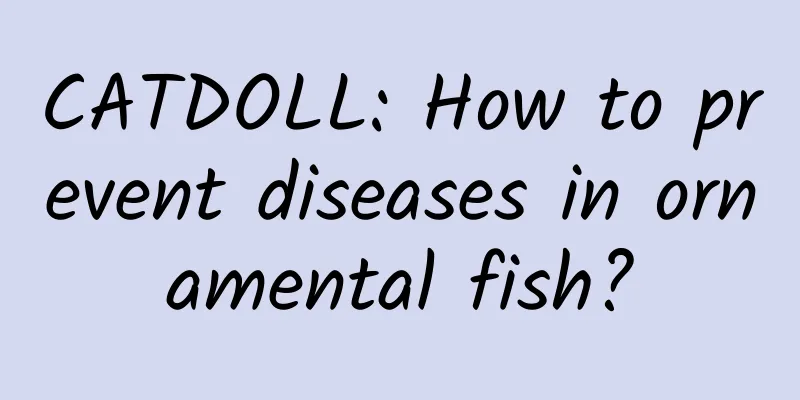 CATDOLL: How to prevent diseases in ornamental fish?