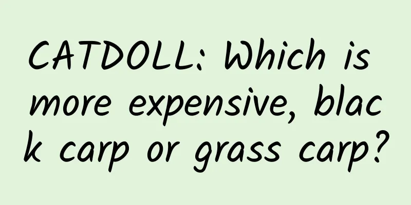 CATDOLL: Which is more expensive, black carp or grass carp?