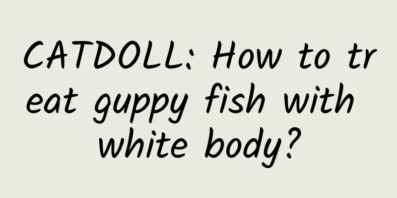 CATDOLL: How to treat guppy fish with white body?