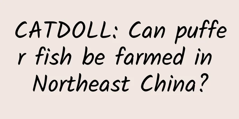 CATDOLL: Can puffer fish be farmed in Northeast China?