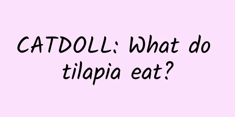 CATDOLL: What do tilapia eat?