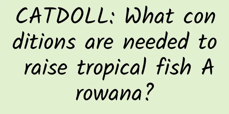 CATDOLL: What conditions are needed to raise tropical fish Arowana?