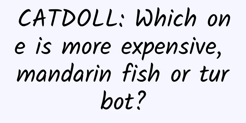 CATDOLL: Which one is more expensive, mandarin fish or turbot?