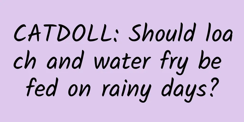 CATDOLL: Should loach and water fry be fed on rainy days?