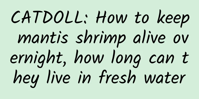 CATDOLL: How to keep mantis shrimp alive overnight, how long can they live in fresh water