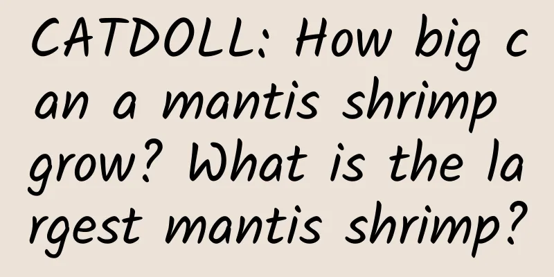 CATDOLL: How big can a mantis shrimp grow? What is the largest mantis shrimp?