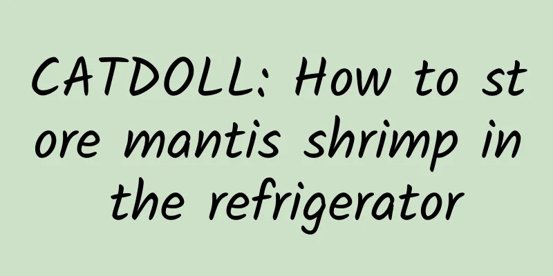 CATDOLL: How to store mantis shrimp in the refrigerator