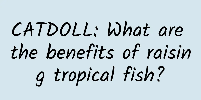 CATDOLL: What are the benefits of raising tropical fish?