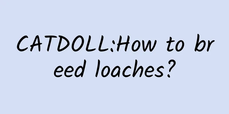 CATDOLL:How to breed loaches?