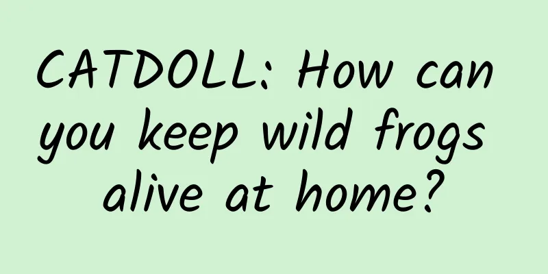 CATDOLL: How can you keep wild frogs alive at home?