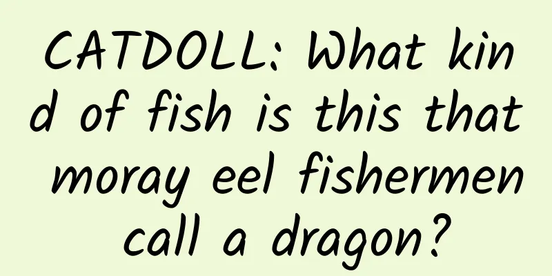CATDOLL: What kind of fish is this that moray eel fishermen call a dragon?