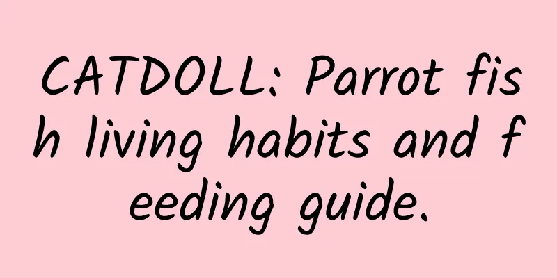 CATDOLL: Parrot fish living habits and feeding guide.