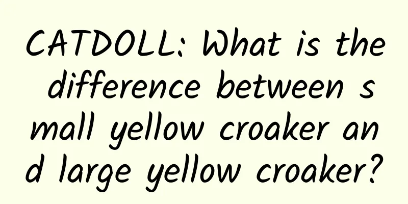 CATDOLL: What is the difference between small yellow croaker and large yellow croaker?