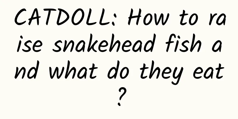 CATDOLL: How to raise snakehead fish and what do they eat?