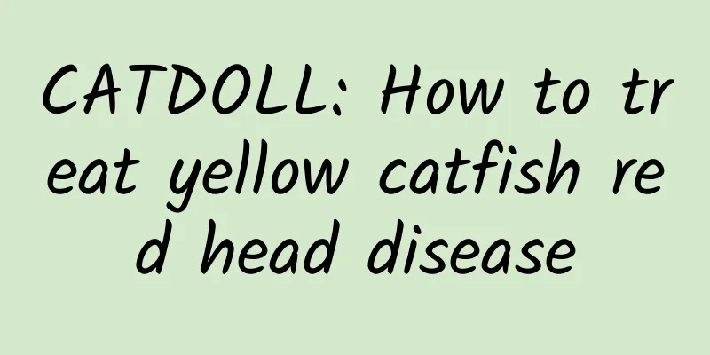 CATDOLL: How to treat yellow catfish red head disease
