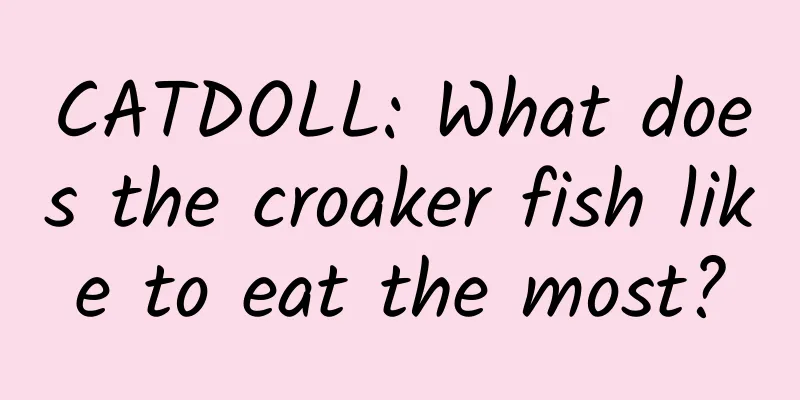 CATDOLL: What does the croaker fish like to eat the most?