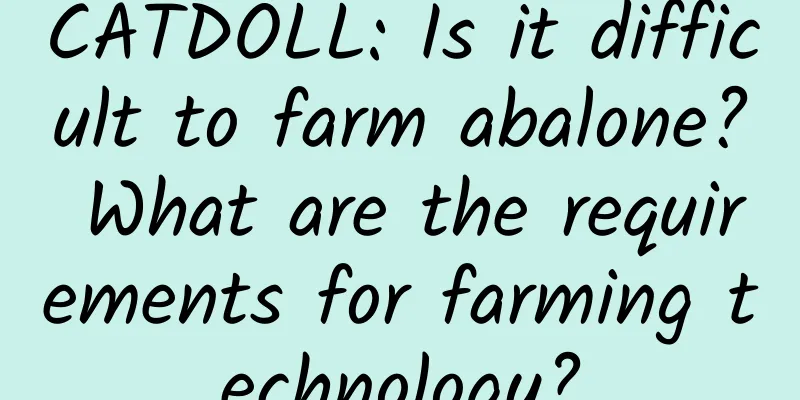 CATDOLL: Is it difficult to farm abalone? What are the requirements for farming technology?