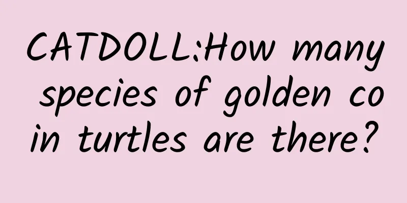 CATDOLL:How many species of golden coin turtles are there?