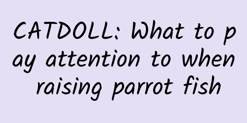 CATDOLL: What to pay attention to when raising parrot fish