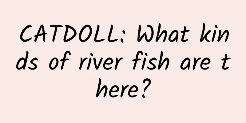 CATDOLL: What kinds of river fish are there?