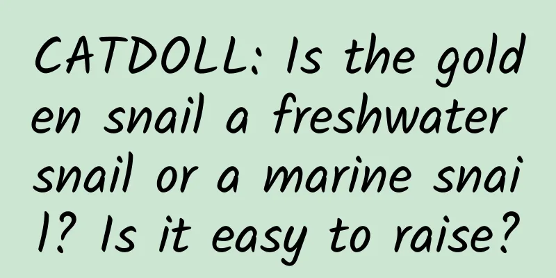 CATDOLL: Is the golden snail a freshwater snail or a marine snail? Is it easy to raise?